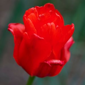 Tulip Tulipa 'Red Riding Hood' (AGM) 1L